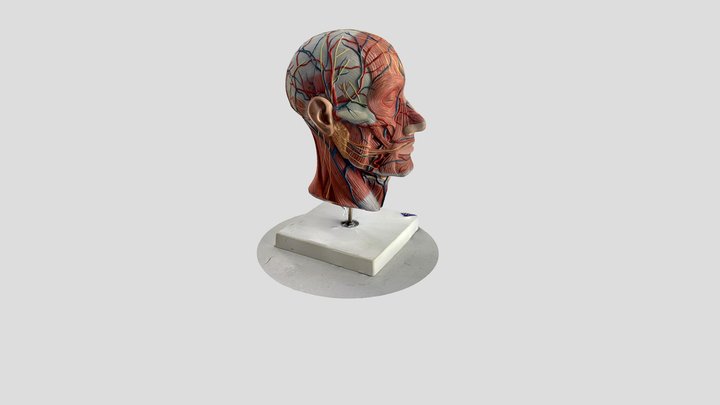 Half Head Model 3D Model