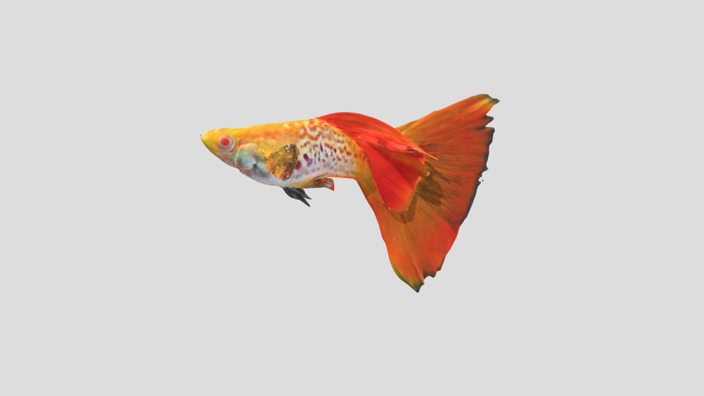 Real Red  Guppy Male