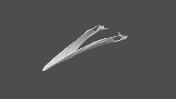 CrowJaw 3D Model