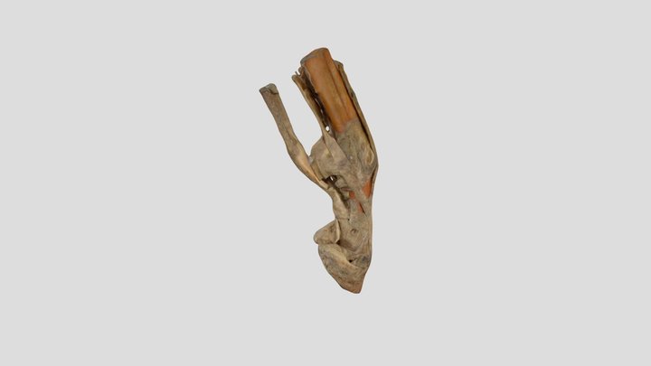 model prstnih sklepov in kite akropodium konj 3D Model