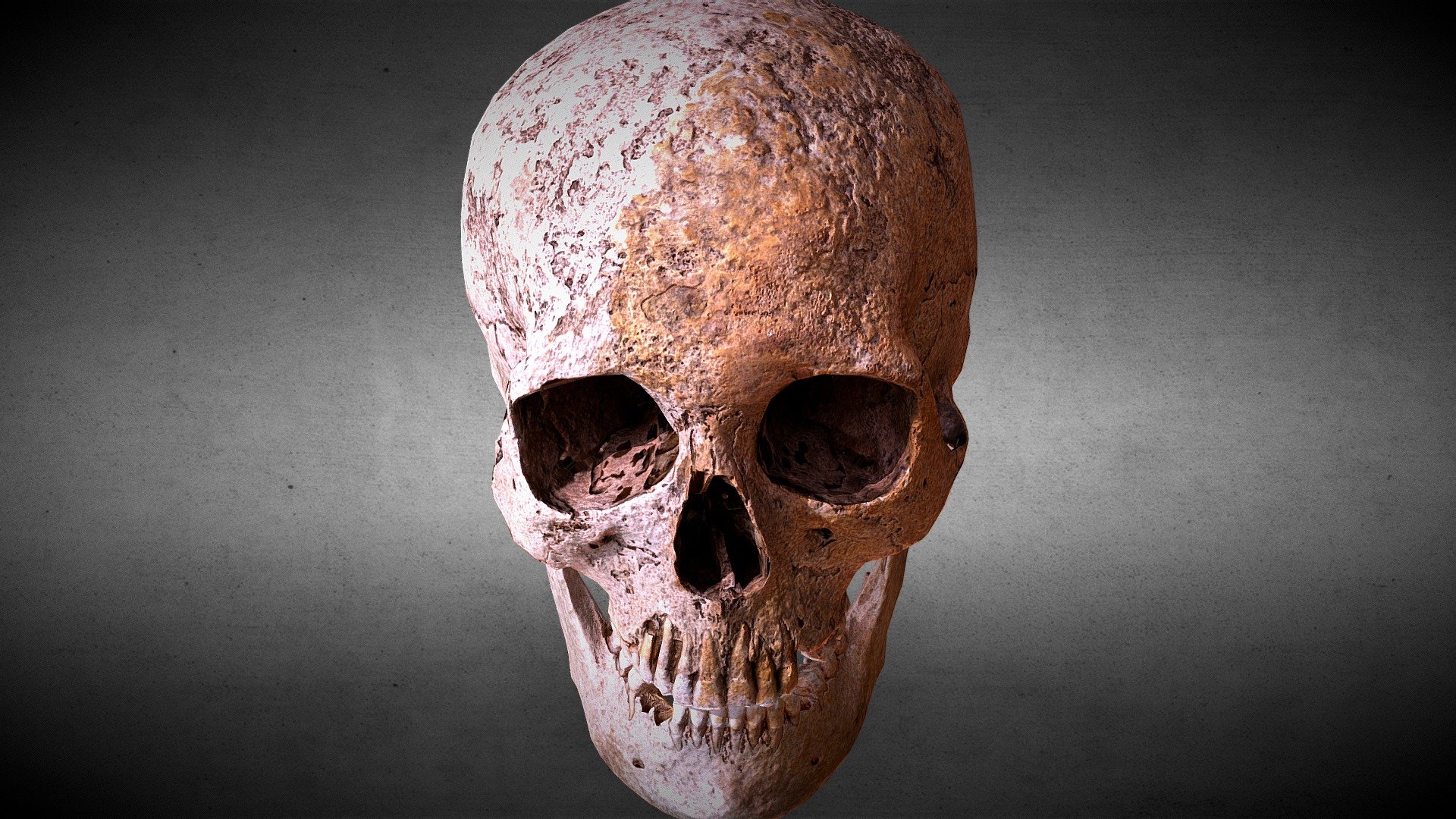 Real Human Skull Low-poly 3D model