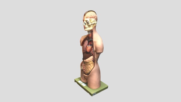 Torso Cropped 3D Model