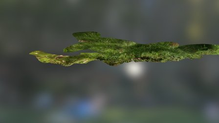 barefoot 3D Model