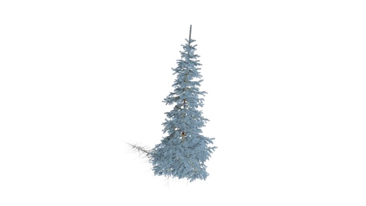 Realistic HD Colorado Blue spruce Koster (12/43) 3D Model