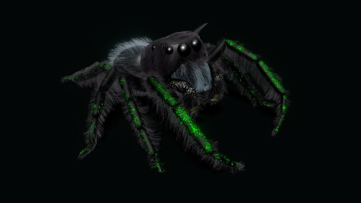 Araneus Beautifulus 3D Model