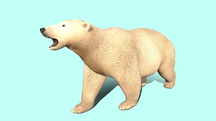Polarbear 3D models - Sketchfab