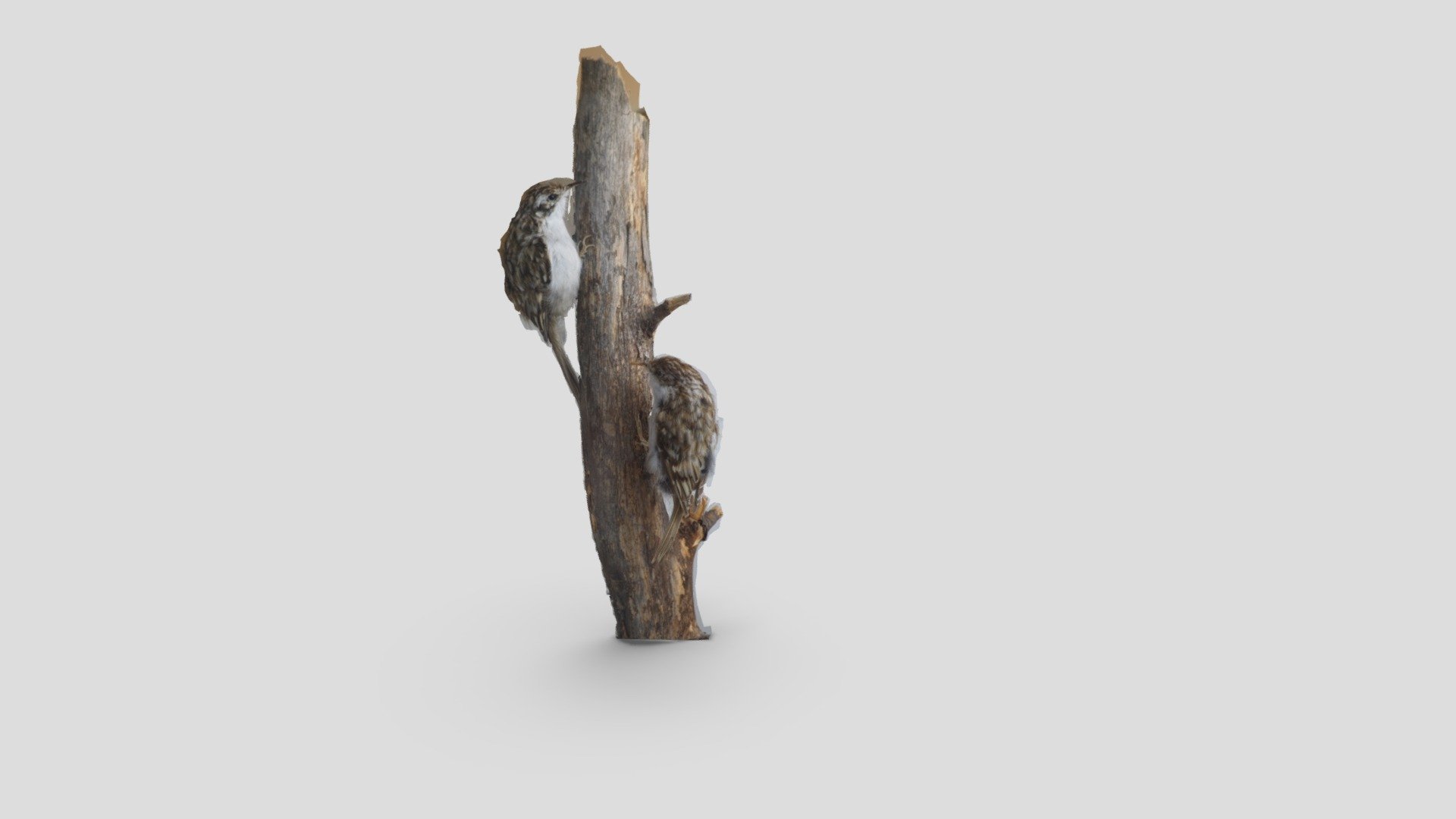 Lintuja / Birds