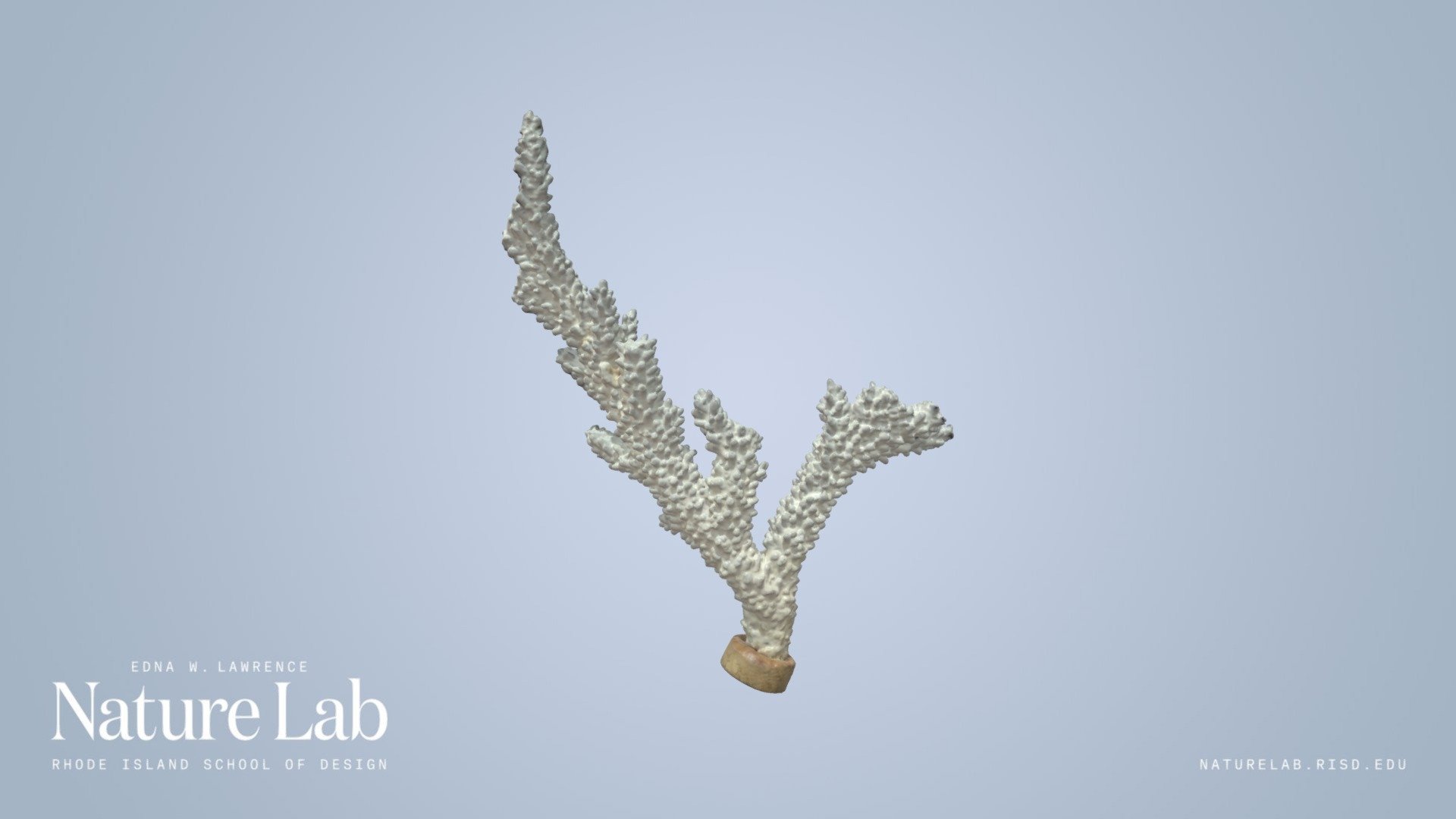 Staghorn coral