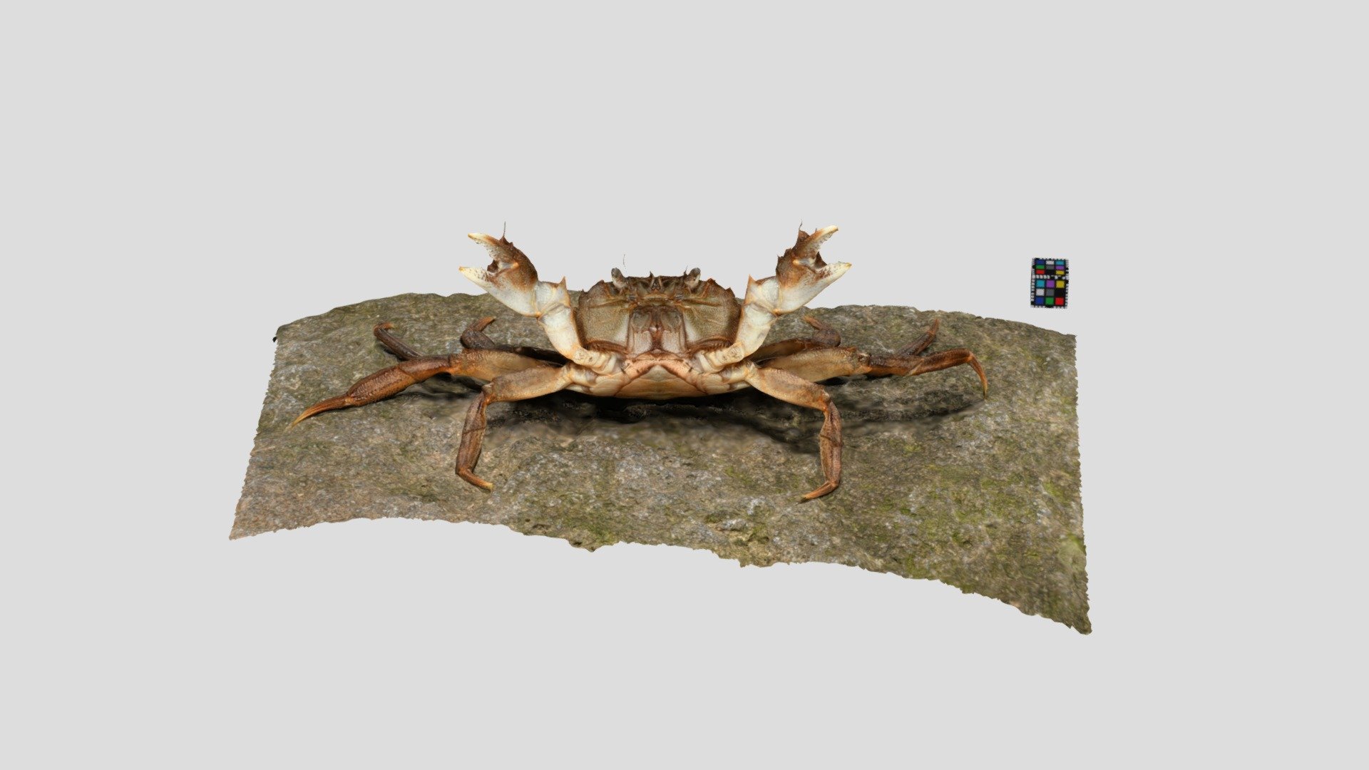 モクズガニ メス Eriocheir japonica