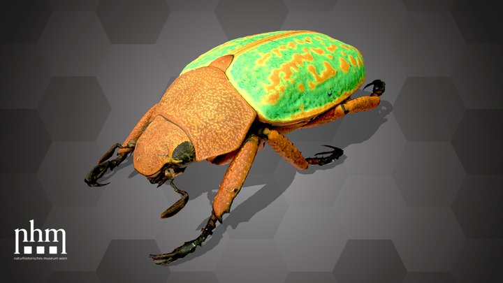 Jewel Scarab Beetle (NHMW-ZOO-COL-0000014)