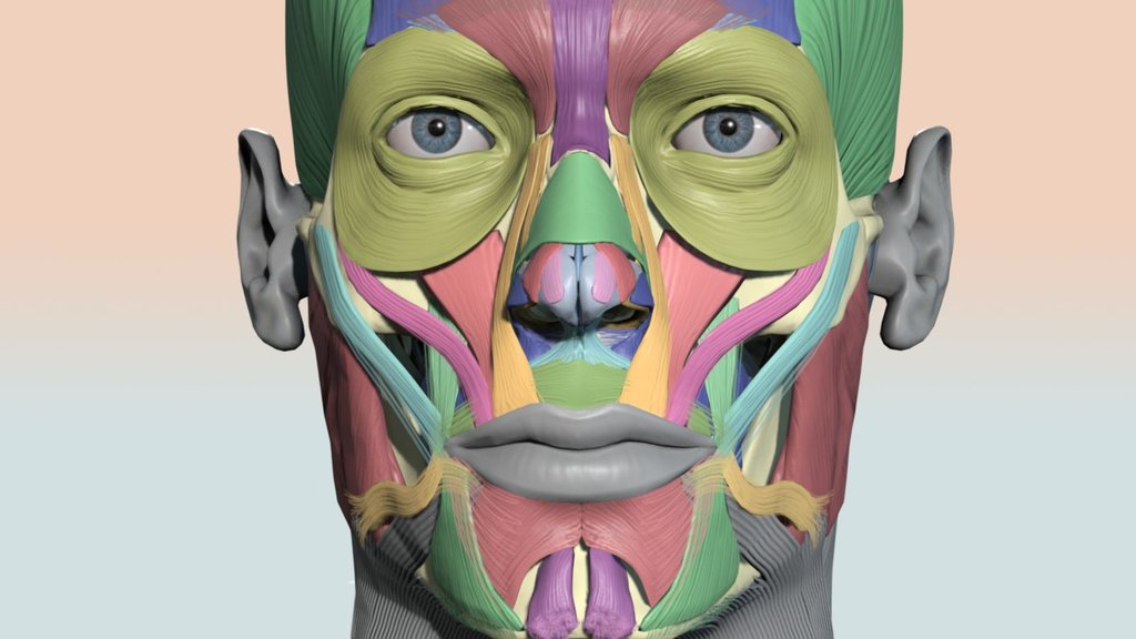 Colourcoded Head Muscle Chart - 3D Model By Anatomy Next (@A4S) [8C1Bcc3]