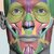Colourcoded head muscle chart