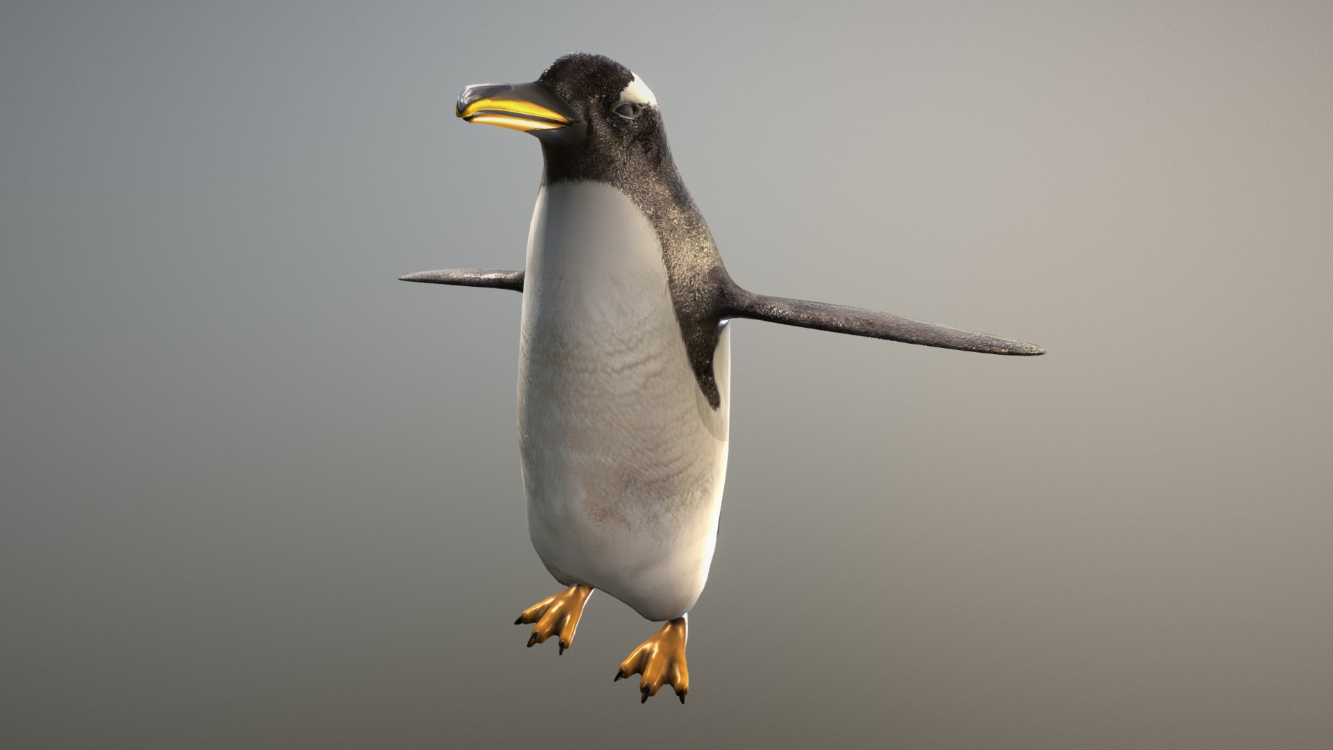 3D model Gentoo Penguin zoo - This is a 3D model of the Gentoo Penguin zoo. The 3D model is about a penguin with a yellow beak.