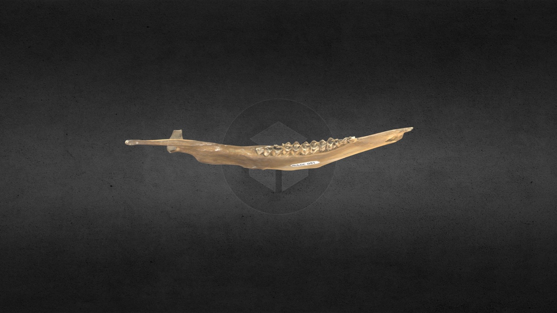 MSCC051 Antilocapra americana Right Mandible
