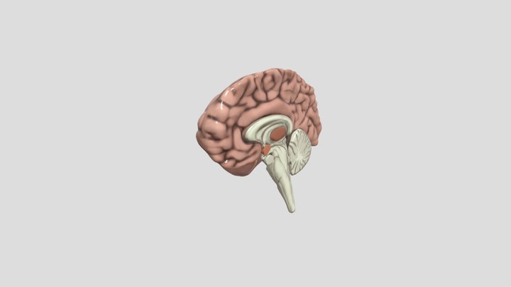 Cerebro Humano 3D Model