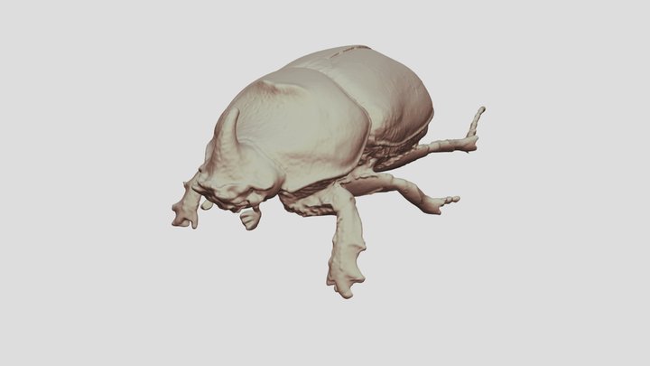 High-Detail Rhinoceros Beetle 3D Model