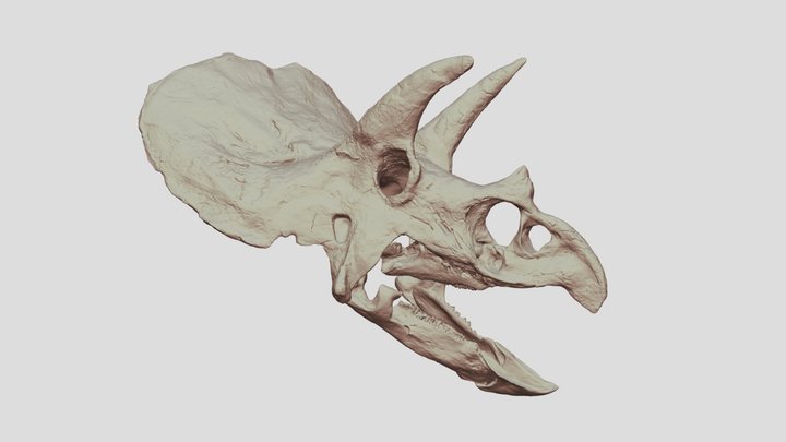 Triceratops skull (Best quality) 3D Model