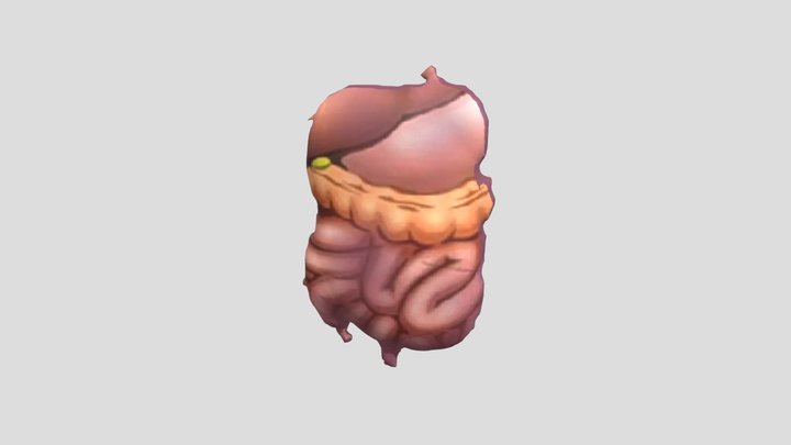 Sistem Pencernaan Manusia 3D Model