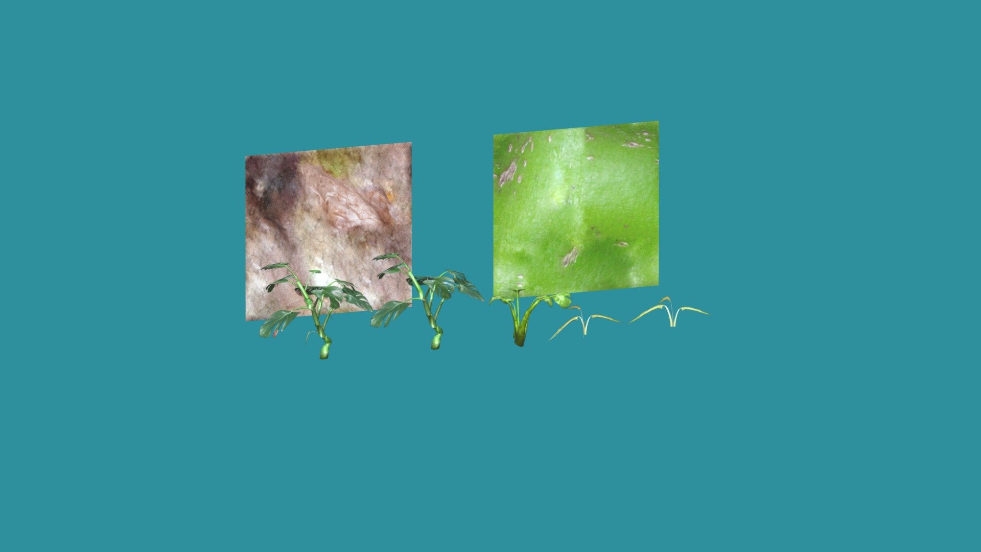 Monstera - Multiple Grow Stages