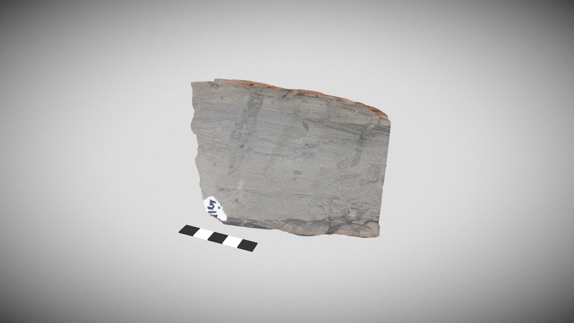 Trace Fossil