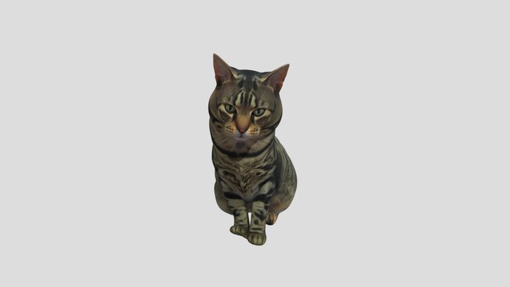 My cat 3D Model