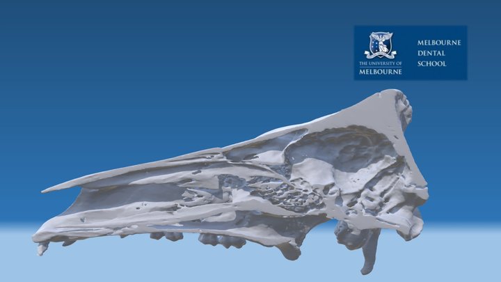 Pig Skull Sagittal Section 3D Model
