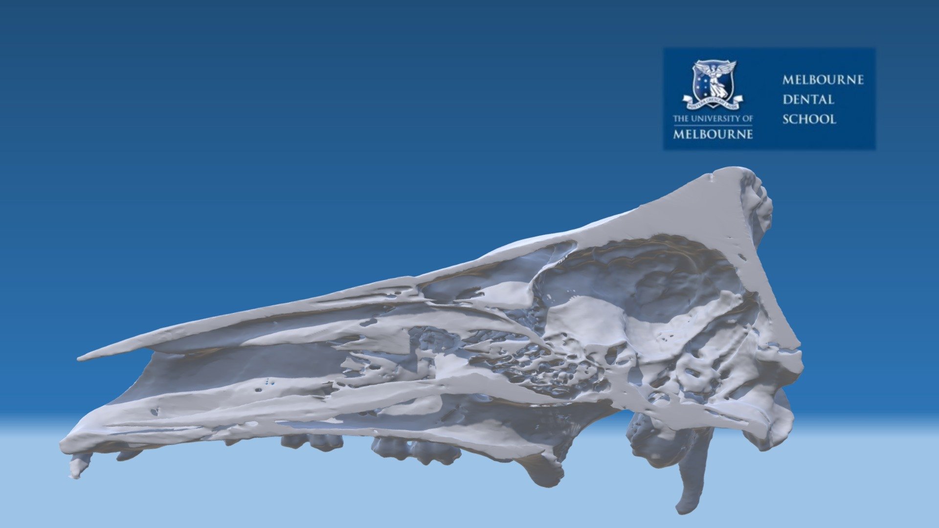 Pig Skull Sagittal Section