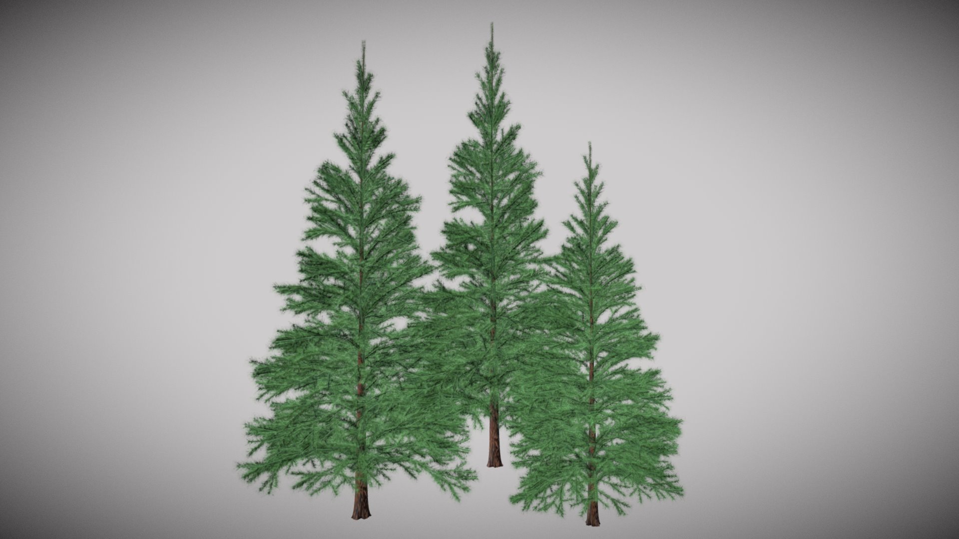 3D model Conifers - This is a 3D model of the Conifers. The 3D model is about a couple of trees.