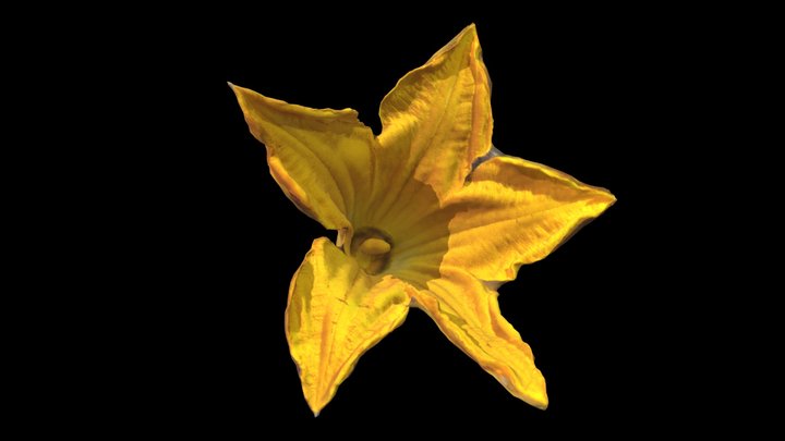 fleur de courgette 3D Model