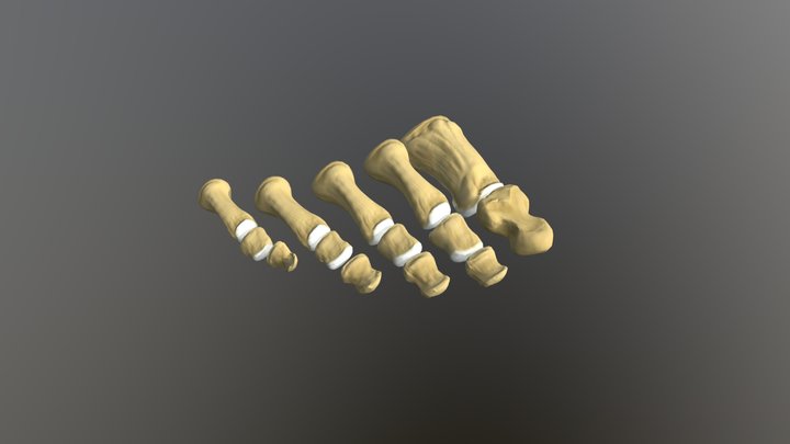 Human phalanges 3D Model