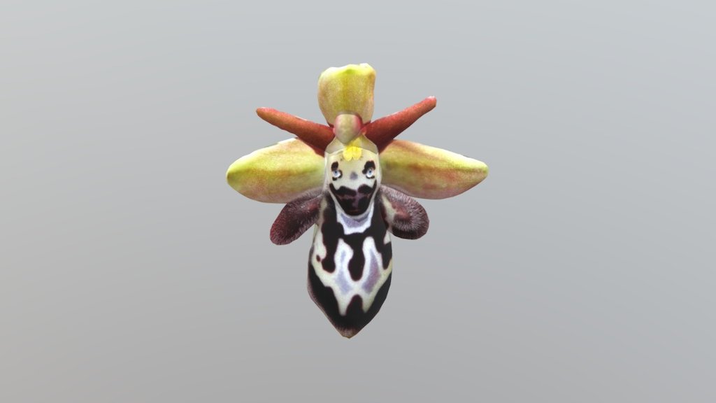 Orchid Collage 16