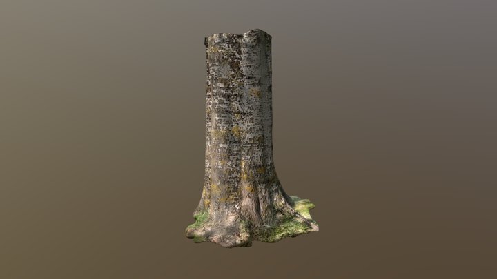 London Tree02 3D Model
