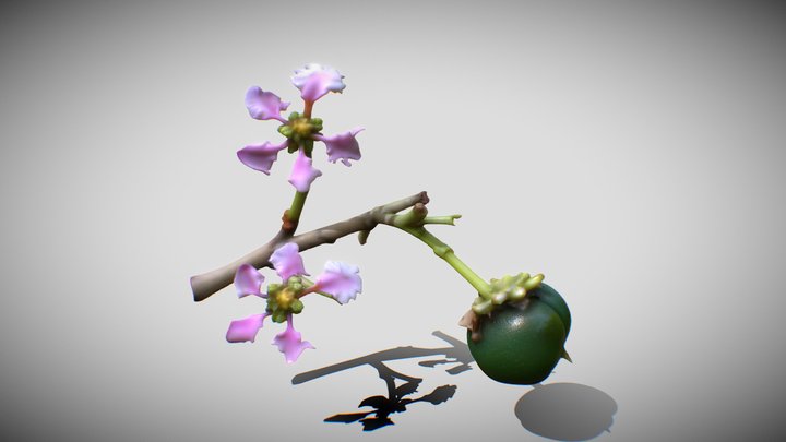 Malpighia ovata – Modello 3D gratuito STL