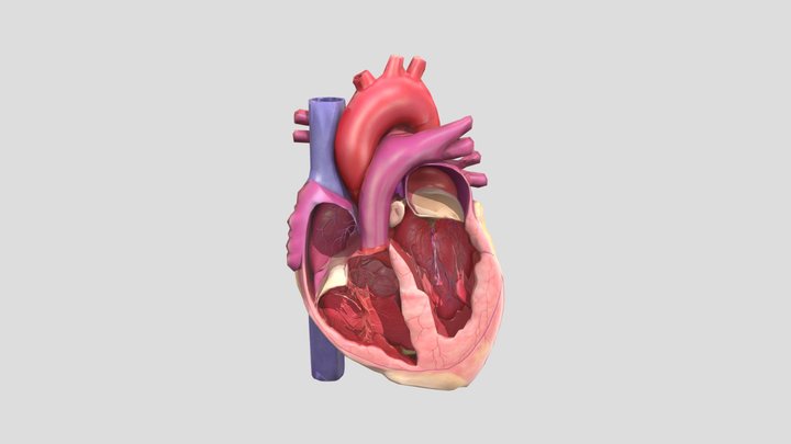 Anatomical Heart Diagram 3D Model