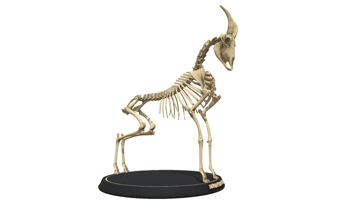Goat Skeleton 3D Model