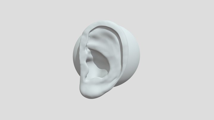 Ear 2 Sculpt 3D Model