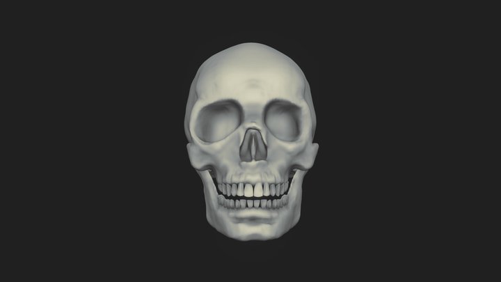 Skull 3D Model