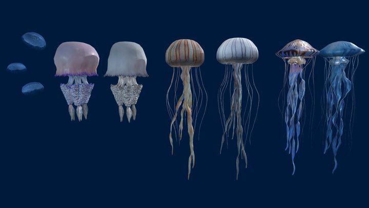 Jellyfish Pack 4 3D Model
