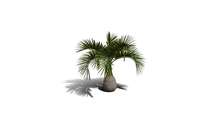 Realistic HD Bottle palm (8/15) 3D Model