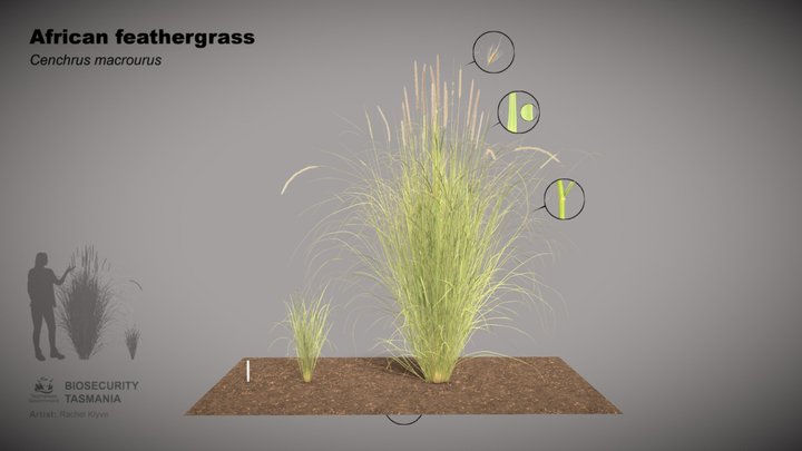 African Feather Grass (Cenchrus macrourus) 3D Model