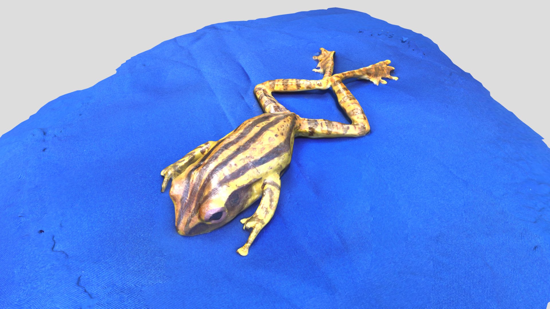 Polypedates leucomystax