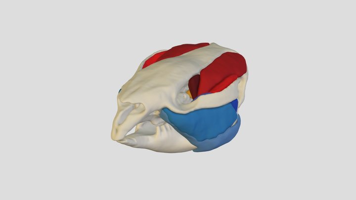 Wombat skull with jaw muscles 3D Model