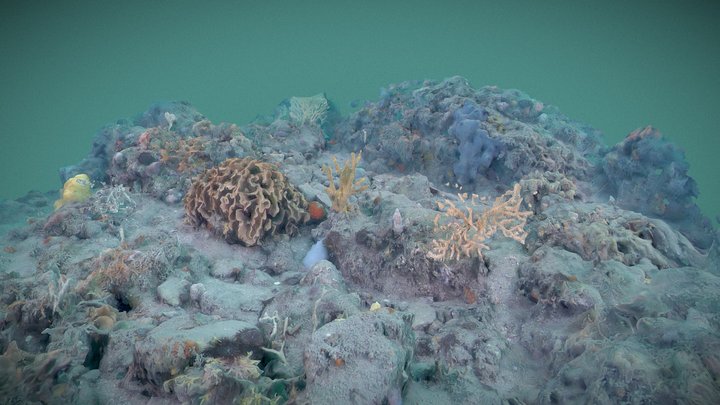 Long Ledges reef community 3D Model