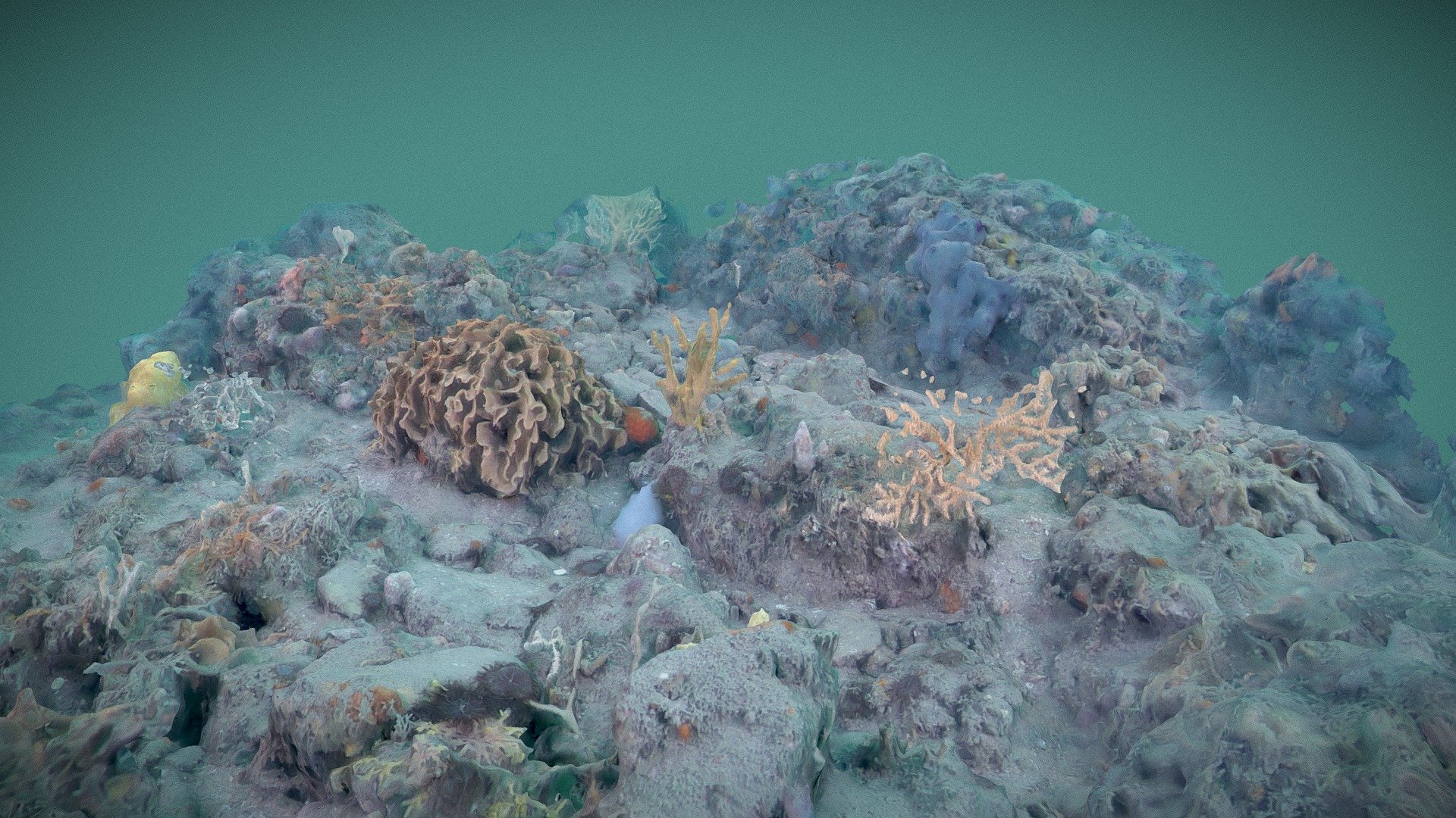 Long Ledges reef community