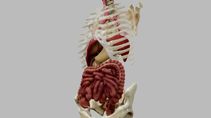 Gastrointestinal tract 3D Model