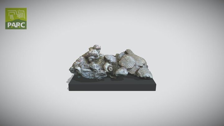 Fossiliferous bench 3D Model