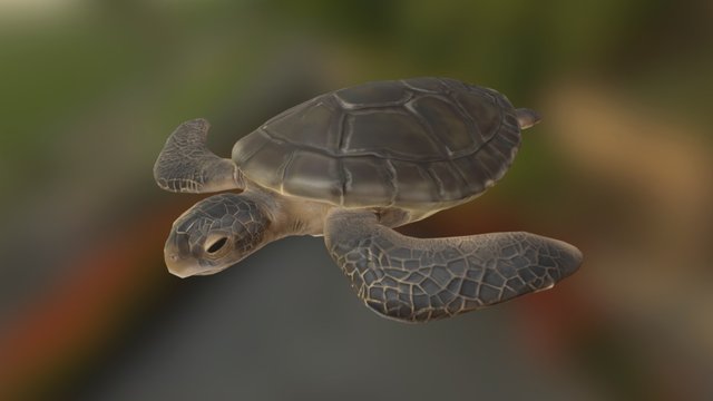 Sea Turtle 3D Model