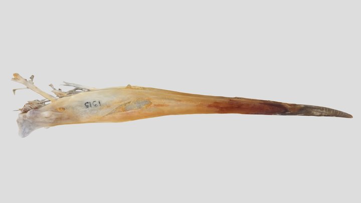 UWYMV:Bird:1315, Grus canadensis, Mandible – Gratis 3D-model STL