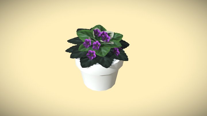 Palen_AfricanViolet 3D Model