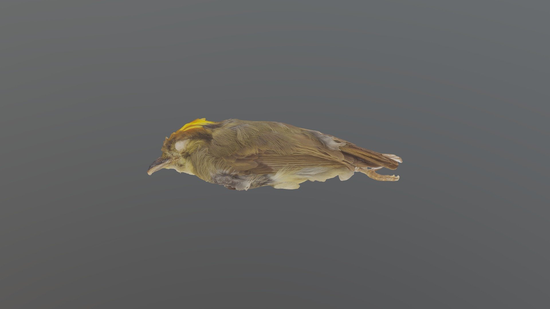 Golden-crowned Spadebill- Platyrinchus coronatus